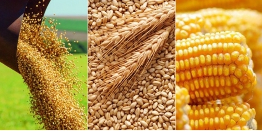 Bacharelado em Agronomia - Posse - 20212.07AGR20I.6 - 2021/2 ( 6º período ) - 170093 - Culturas I (arroz, Milho, Trigo e Sorgo)