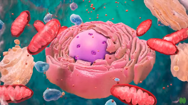 Licenciatura em Ciências Biológicas - Posse - 20212.07BIO22N.2N - 2021/2 ( 2º período ) - 170065 - Biologia Celular