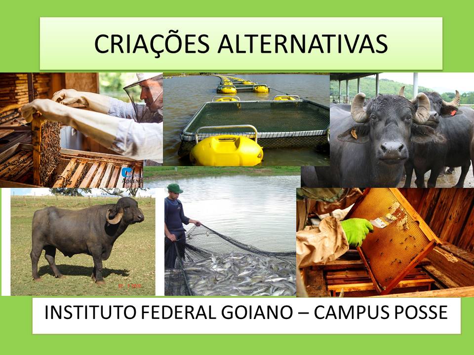 Técnico em Agropecuária - Posse - 20212.07AGP11M.1M - 2021/2 ( 1º período ) - 168707 - Criações Alternativas