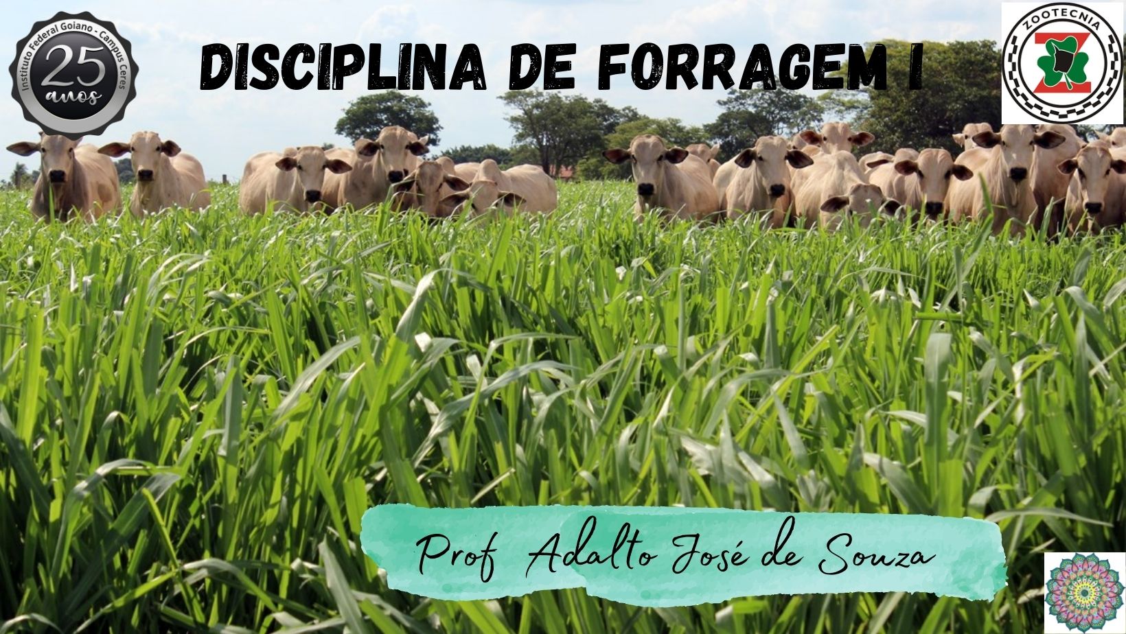 Bacharelado em Zootecnia - Ceres - 20212.03ZOO20I.6G - 2021/2 ( 6º período ) - 168468 - Forragicultura I