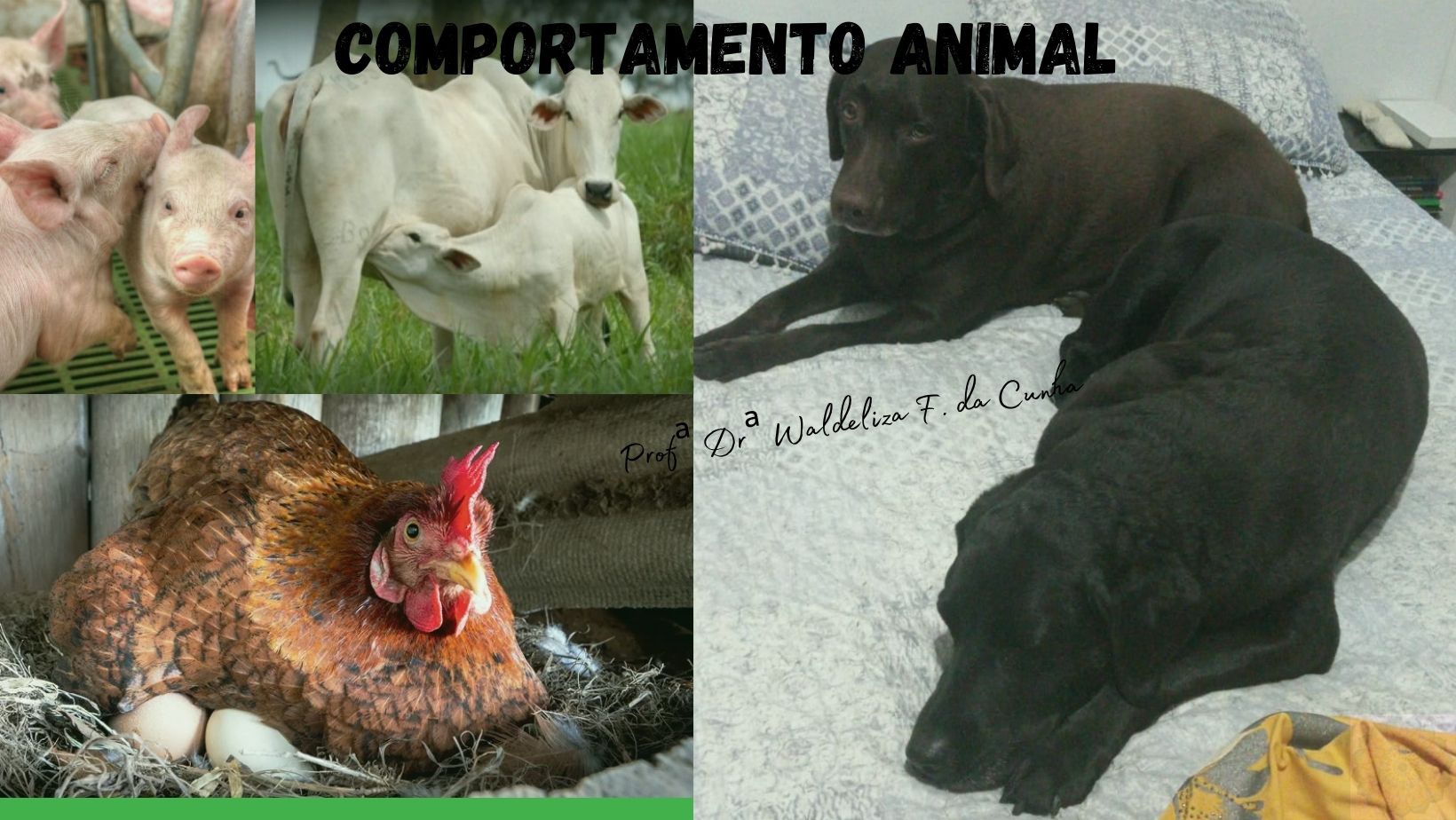 Bacharelado em Zootecnia - Ceres - 20212.03ZOO20I.8G - 2021/2 ( 8º período ) - 168768 - Comportamento Animal