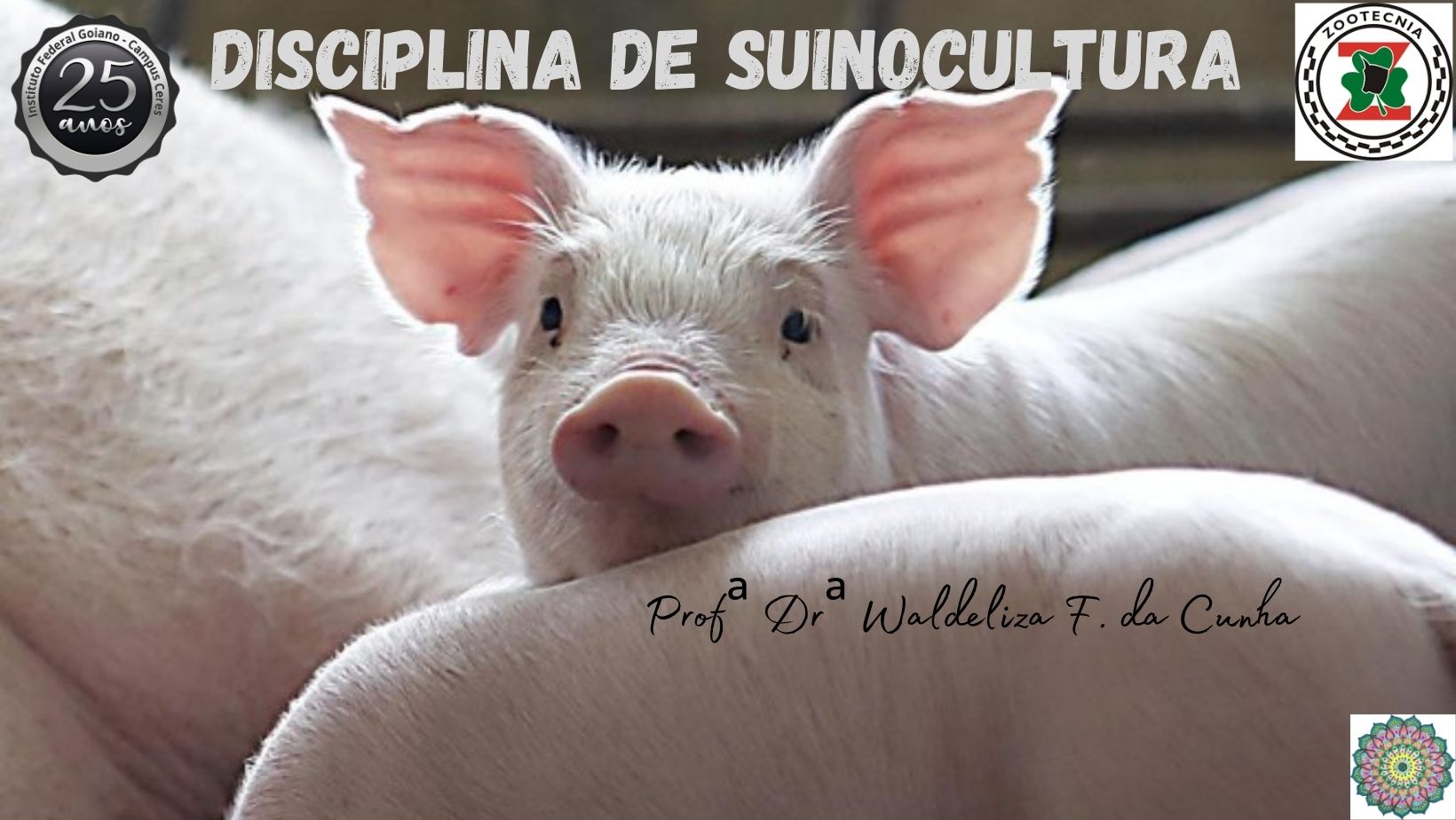 Técnico em Agropecuária - Ceres - 20212.03AGP11M.2 - 2021/2 ( 2º período ) - 170641 - Suinocultura