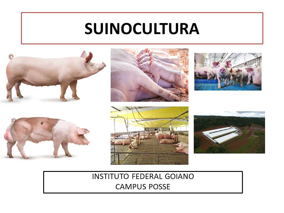 Técnico em Agropecuária - Posse - 20212.07AGP11M.2M - 2021/2 ( 2º período ) - 168720 - Suinocultura