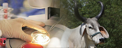 Bacharelado em Zootecnia - Morrinhos - 20212.04ZOO20M.6M - 2021/2 ( 6º período ) - 170801 - Reprodução Animal