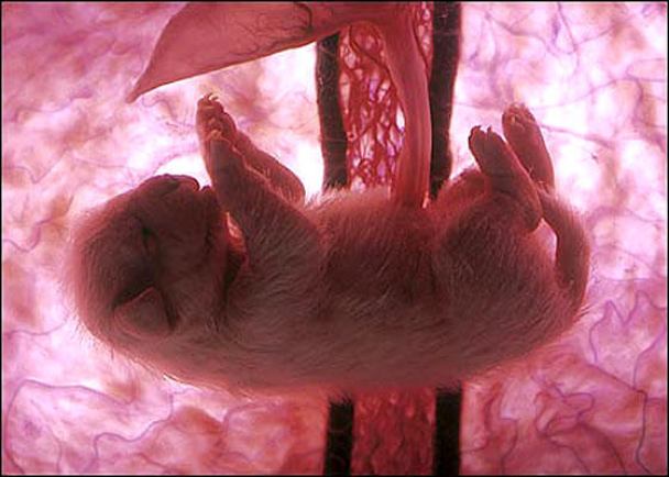 Bacharelado em Zootecnia - Morrinhos - 20212.04ZOO20M.4M - 2021/2 ( 4º período ) - 170791 - Embriologia