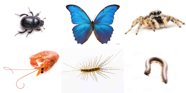 Bacharelado em Agronomia - Urutaí - 20212.01AGR20I.2 - 2021/2 ( 2º período ) - 167898 - Zoologia