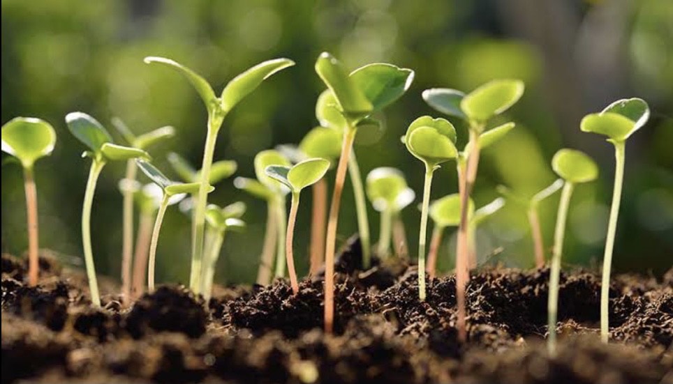 Bacharelado em Agronomia - Urutaí - 20212.01AGR20I.4 - 2021/2 ( 4º período ) - 167902 - Fisiologia Vegetal