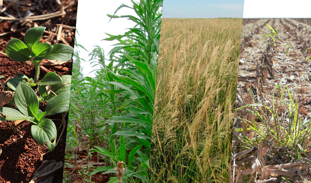 Bacharelado em Agronomia - Urutaí - 20212.01AGR20I.6 - 2021/2 ( 6º período ) - 167910 - Plantas Daninhas