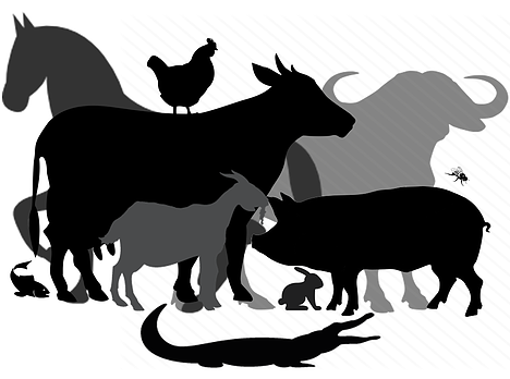 Bacharelado em Agronomia - Urutaí - 20212.01AGR20I.6 - 2021/2 ( 6º período ) - 167913 - Zootecnia Geral