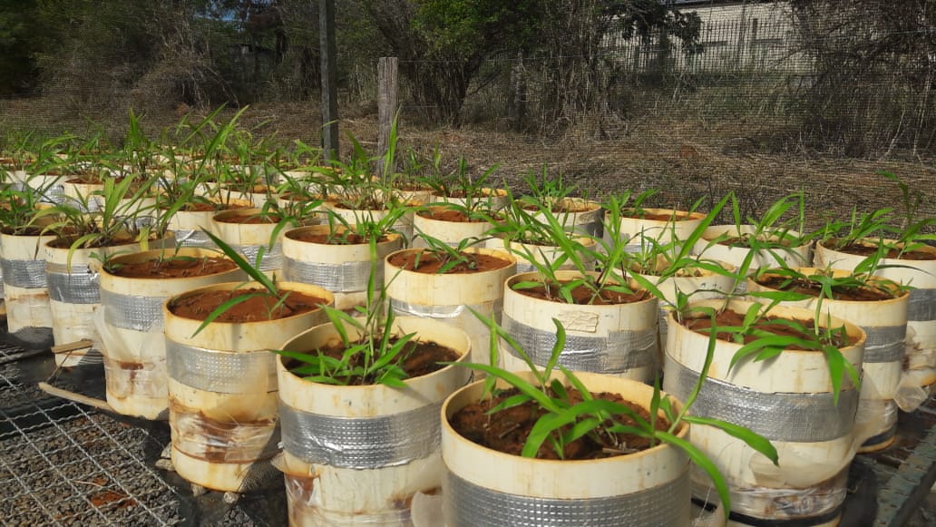 Bacharelado em Engenharia Agrícola - Urutaí - 20212.01EAG20I.4 - 2021/2 ( 4º período ) - 168044 - Fertilidade do Solo