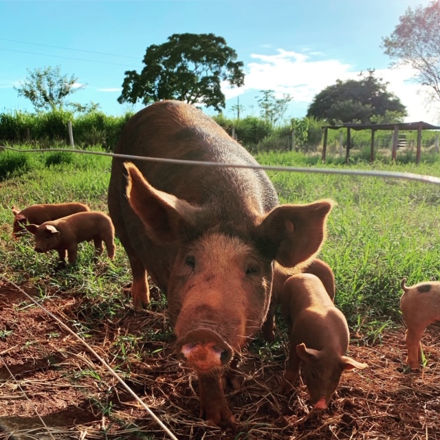 Bacharelado em Medicina Veterinária - Urutaí - 20212.01VET20I.6 - 2021/2 ( 6º período ) - 167972 - Produção e Sanidade de Suínos