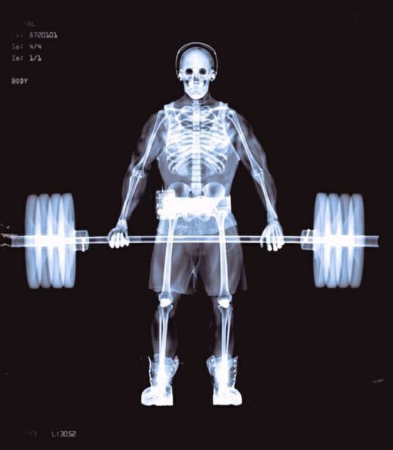 Graduação em Educação Física - Noturno - Urutaí 2020/1 - 20212.01LEF23N.2N - 2021/2 ( 2º período ) - 168097 - Anatomia Humana I