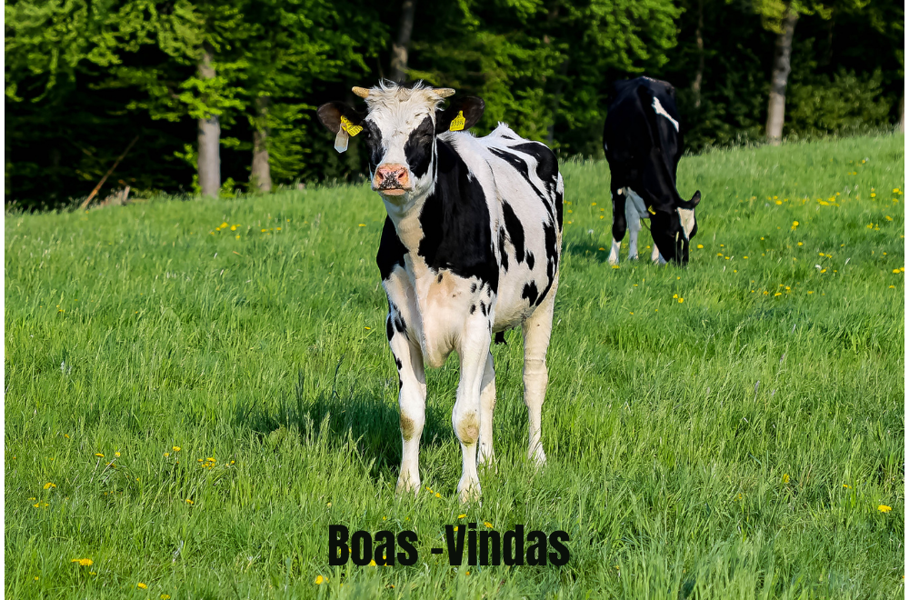 Técnico em Agropecuária Vespertino - Urutaí - 20212.01AGP11V.3V - 2021/2 ( 3º período ) - 170499 - Forragicultura - Técnico Urutaí