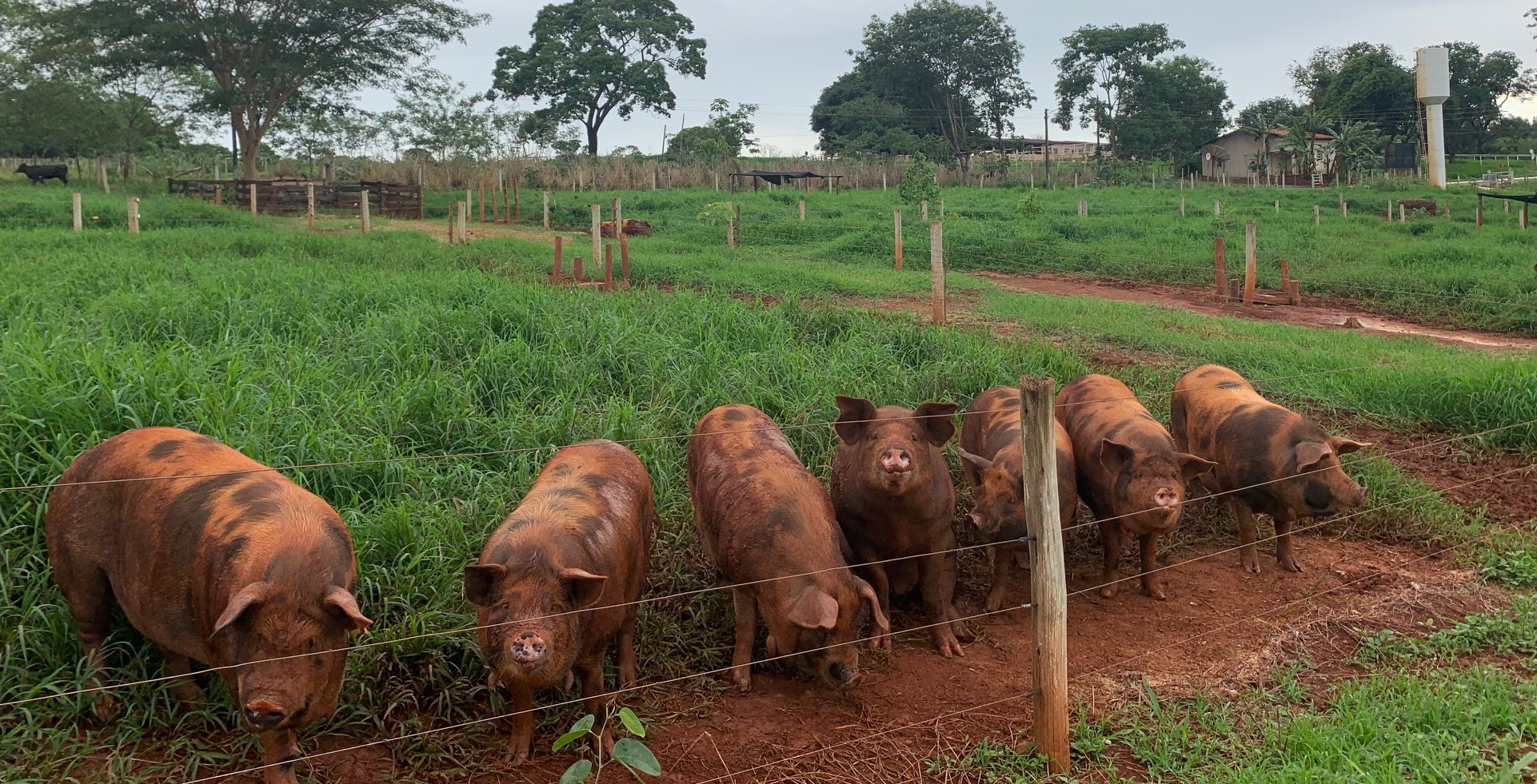 Técnico em Agropecuária Vespertino - Urutaí - 20212.01AGP11V.3V - 2021/2 ( 3º período ) - 170501 - Suinocultura - Técnico Urutaí