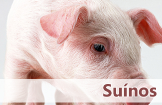 Bacharelado em Medicina Veterinária - Urutaí - 20202.01VET20I.6 - 2020/2 ( 6º período ) - 152695 - Produção e Sanidade de Suínos