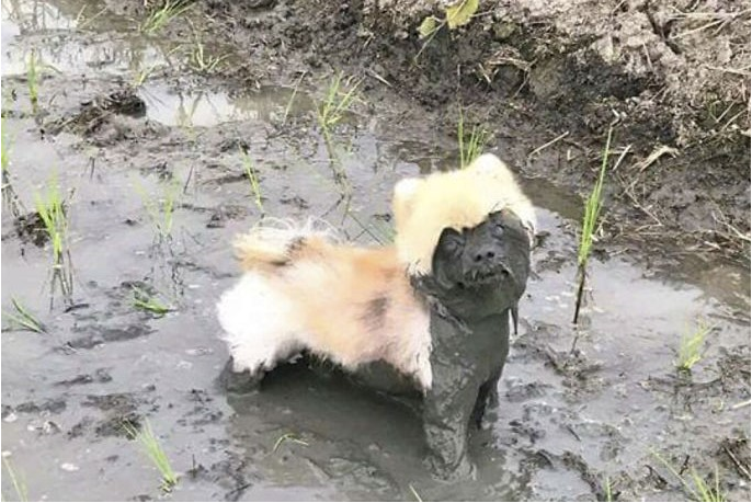 Bacharelado em Engenharia Civil - Trindade - 20211.08CIV20I.5 - 2021/1 ( 5º período ) - 157803 - Mecânica dos Solos I