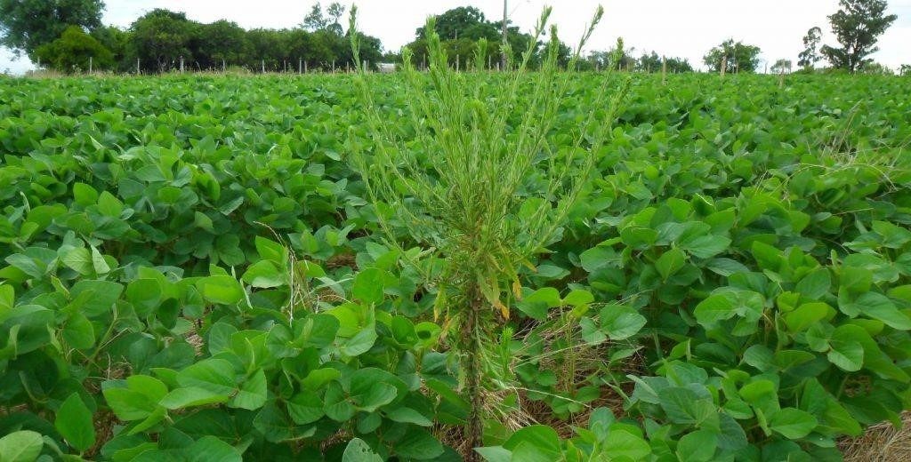 001526 - Plantas Daninhas - 2022/1:Bacharelado em Agronomia, Bacharelado, 5º Período, Turno Integral (2022)