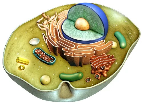 001309 - Biologia Celular - 2022/1:Técnico em Agropecuária Integrado ao Ensino Médio, Integrado, 1º Período, Turno Matutino (2022)