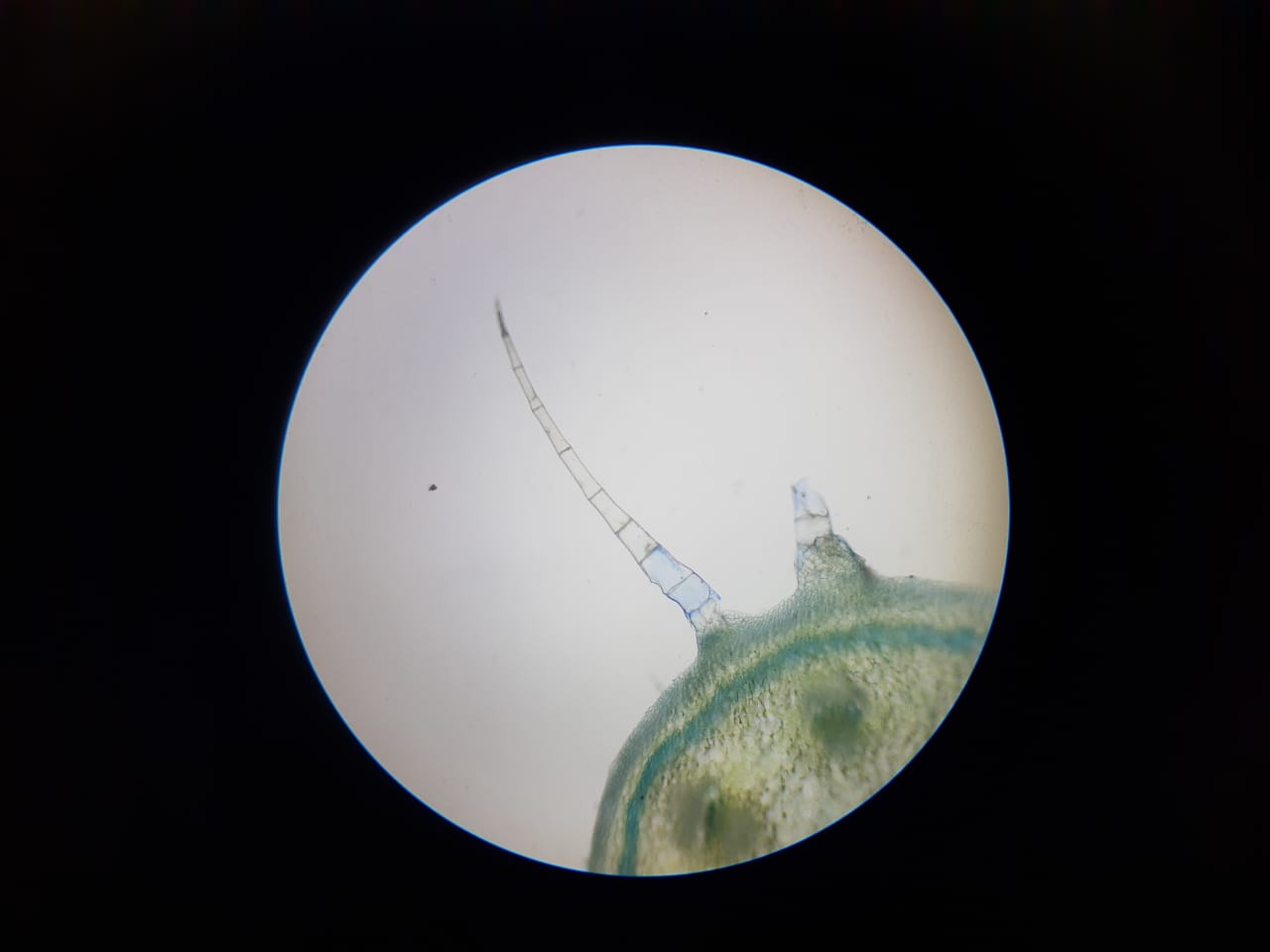 001605 - Anatomia Vegetal - 2022/1:Bacharelado em Agronomia, Bacharelado, 3º Período, Turno Integral (2022)