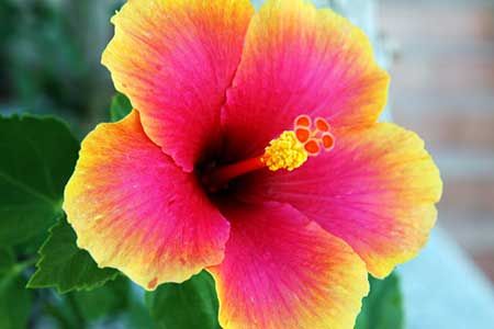 001599 - Organografia e Sistemática Vegetal - 2022/1:Bacharelado em Agronomia, Bacharelado, 1º Período, Turno Integral (2022)