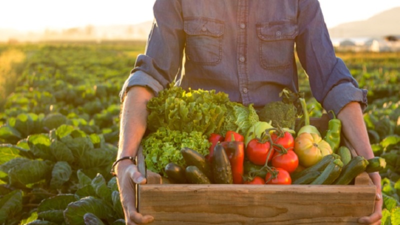 001615 - Introdução à Horticultura - 2022/1: Horticultura, 1º Período.