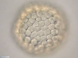 Licenciatura em Ciências Biológicas - Posse 2020/1 - 20211.07BIO22N.3N - 2021/1 ( 3º período ) - 161054 - Embriologia e Histologia