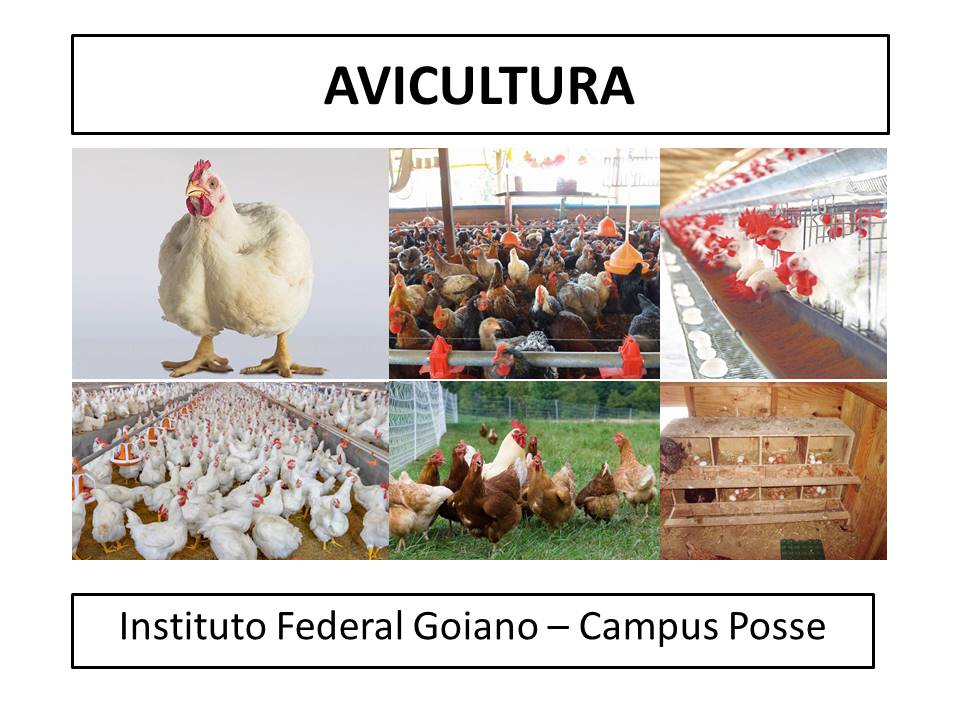 002024 - Avicultura - 2022/1:Técnico em Agropecuária, Técnico Concomitante, 2º Período, Turno Matutino (2022)