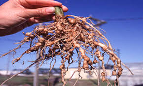 Bacharelado em Agronomia - Posse - 20211.07AGR20I.5 - 2021/1 ( 5º período ) - 161082 - Fitopatologia II