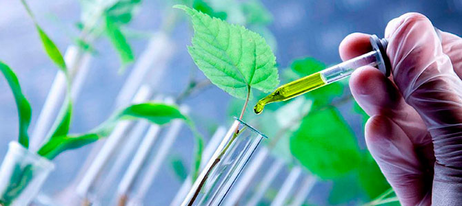 Bacharelado em Agronomia - Posse - 20211.07AGR20I.5 - 2021/1 ( 5º período ) - 161085 - Melhoramento de Plantas e Biotecnologia