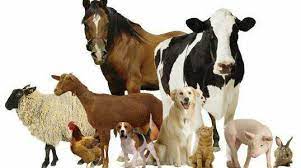 Bacharelado em Agronomia - Posse - 20211.07AGR20I.5 - 2021/1 ( 5º período ) - 161087 - Zootecnia Geral