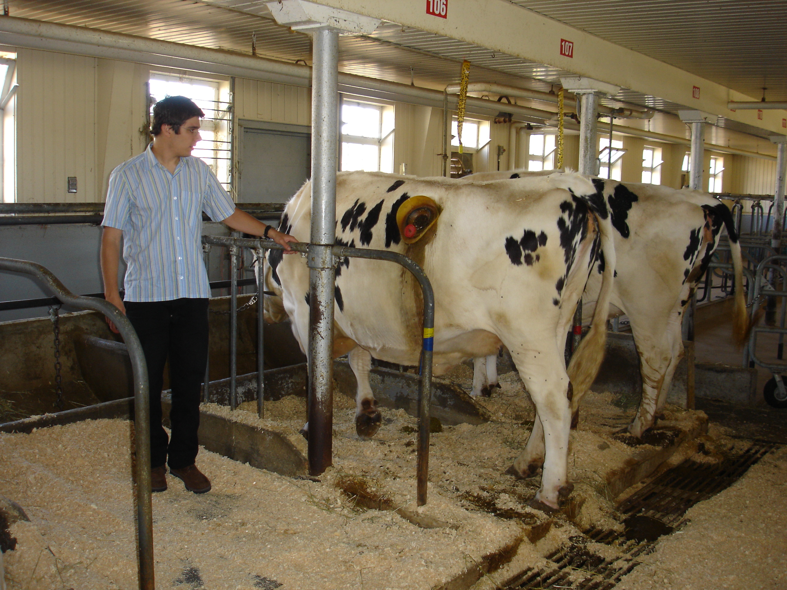 Bacharelado em Agronomia - Posse - 20211.07AGR20I.7 - 2021/1 ( 7º período ) - 161109 - Produção Animal II (ruminantes)