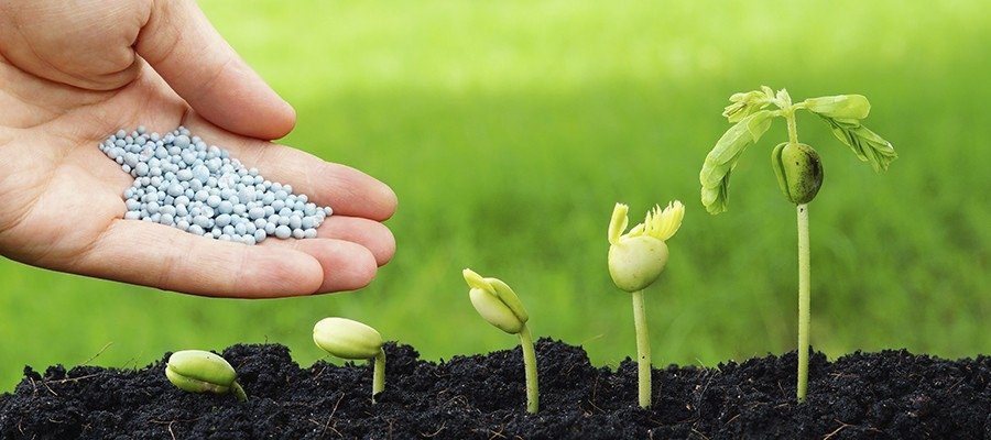 Bacharelado em Agronomia - Posse - 20211.07AGR20I.7 - 2021/1 ( 7º período ) - 161110 - Produção e Tecnologia de Sementes