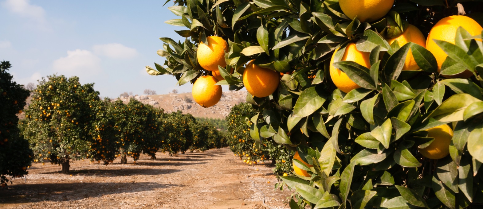 Técnico em Agropecuária Integrado ao Ensino Médio - Posse - 20211.07AGP10M.3 - 2021/1 ( 3º período ) - 160991 - Culturas Perenes