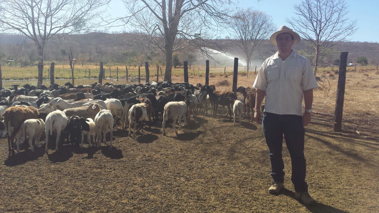 Técnico em Agropecuária Integrado ao Ensino Médio - Posse - 20211.07AGP10M.3 - 2021/1 ( 3º período ) - 161004 - Zootecnia III