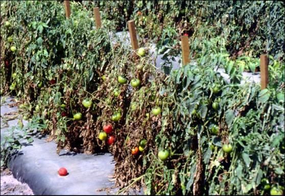 001974 - Fitopatologia II - 2022/1:Bacharelado em Agronomia, Bacharelado, 5º Período, Turno Integral (2022)