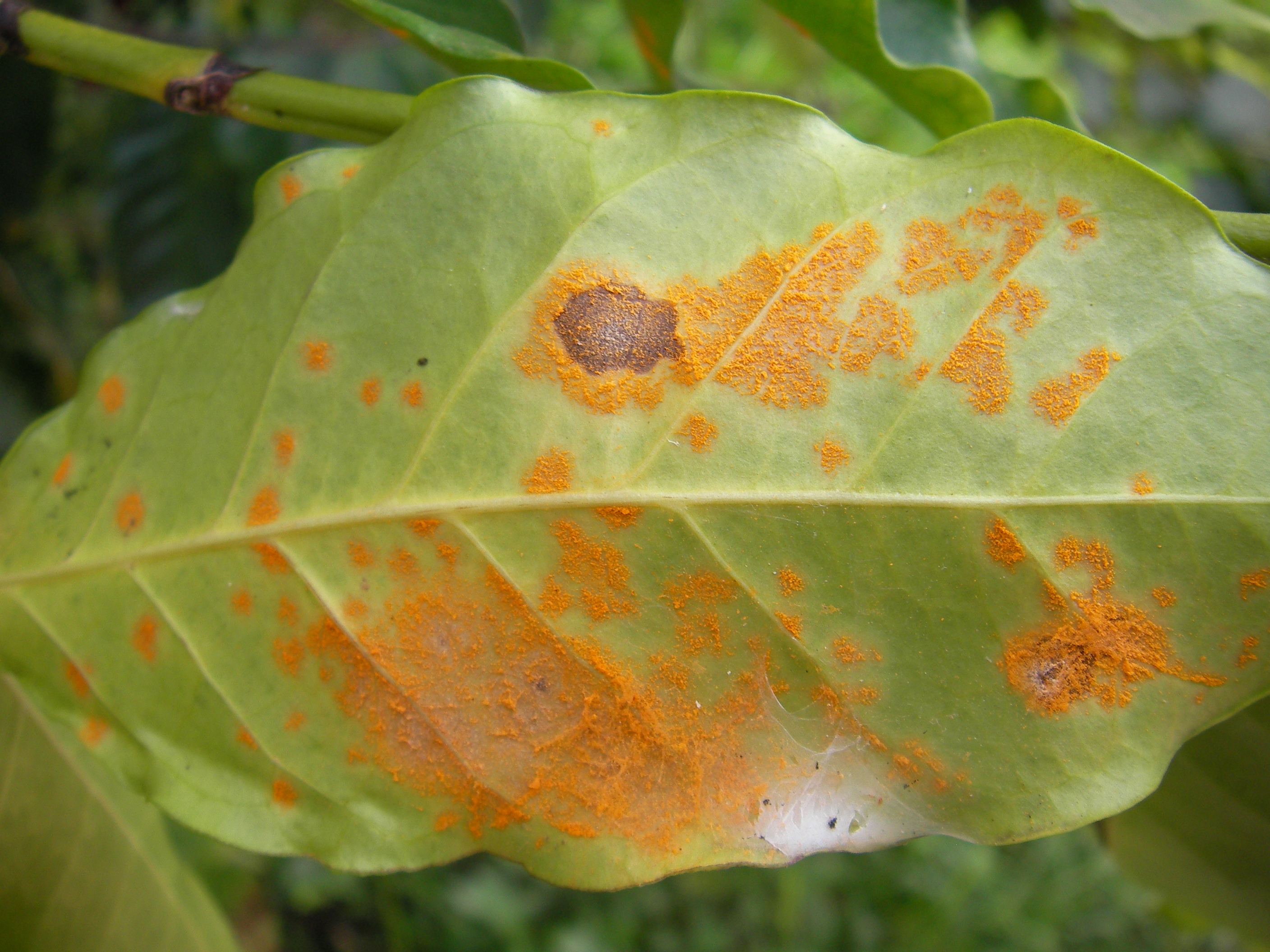 001629 - Fitopatologia - 2022/1:Tecnologia em Horticultura, Tecnologia, 3º Período, Turno Integral (2022)