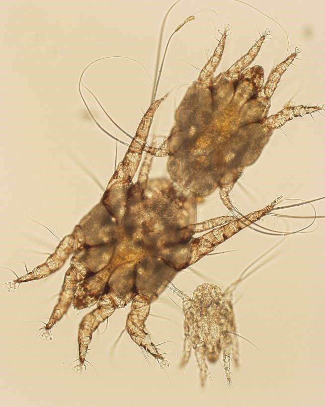 Bacharelado em Medicina Veterinária - Urutaí - 20221.01VET20I.3 - 2022/1 ( 3º período ) - 178908 - Parasitologia Veterinária