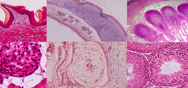 Graduação em Educação Física - Noturno - Urutaí 2020/1 - 20221.01LEF23N.1N - 2022/1 ( 1º período ) - 179082 - Biologia Tecidual