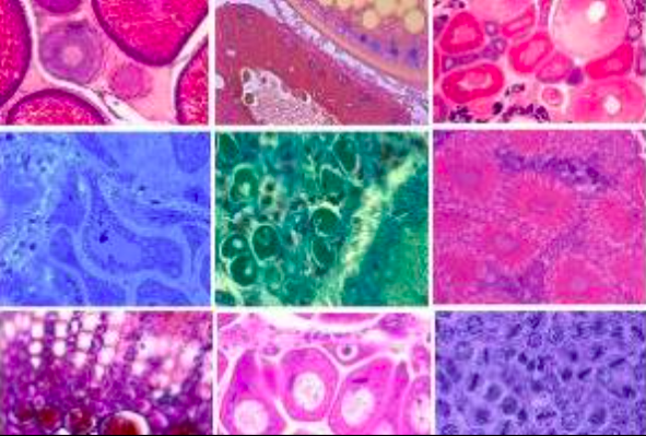 Bacharelado em Nutrição -  Urutai 2020/1 - 20221.01NUT20I.1 - 2022/1 ( 1º período ) - 179052 - Biologia Celular e Histologia