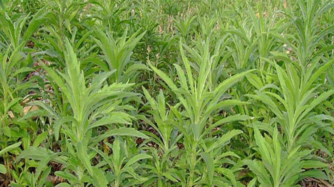 001970 - Plantas Daninhas - 2022/1:Bacharelado em Agronomia, Bacharelado, 5º Período, Turno Integral (2022)