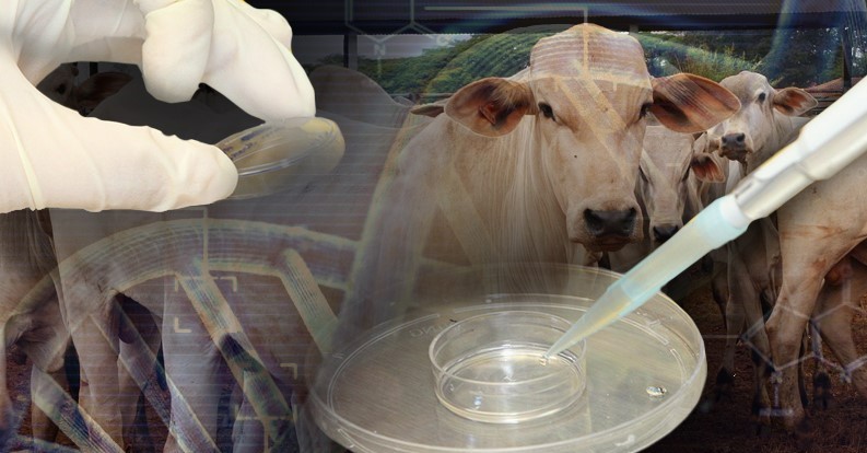 Bacharelado em Zootecnia - Morrinhos - 20222.04ZOO20M.6 - 2022/2 ( 6º período ) - 187374 - Reprodução Animal