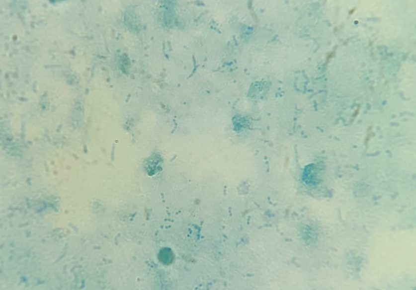 002368 - Microbiologia Geral - 2022/2:Bacharelado em Agronomia, Bacharelado, 3º Período, Turno Integral (2022)