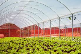 002590 - Produção Integrada em Ambiente Protegido - 2022/2:Tecnologia em Horticultura, Tecnologia, 6º Período, Turno Noturno (2022)