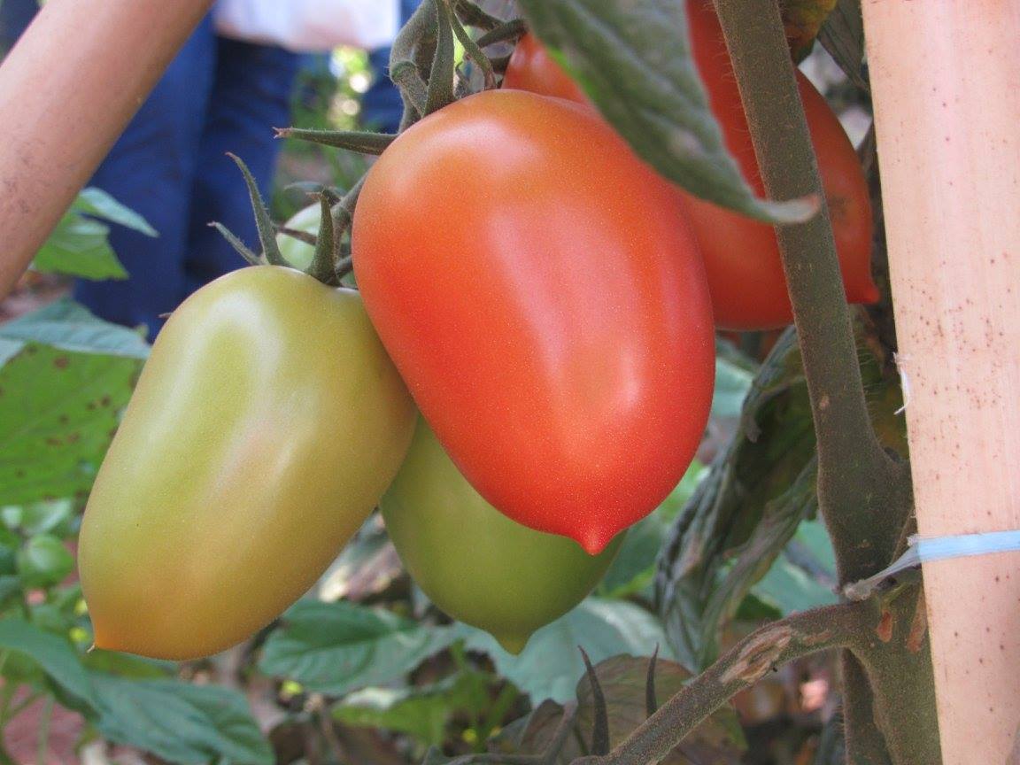 002445 - Olericultura - 2022/2:Bacharelado em Agronomia, Bacharelado, 6º Período, Turno Integral (2022)