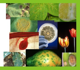 002442 - Fitopatologia II - 2022/2:Bacharelado em Agronomia, Bacharelado, 6º Período, Turno Integral (2022)