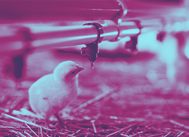 Bacharelado em Zootecnia - Rio Verde - 20222.02ZOO20I.2 - 2022/2 ( 2º período ) - 188953 - Química Orgânica