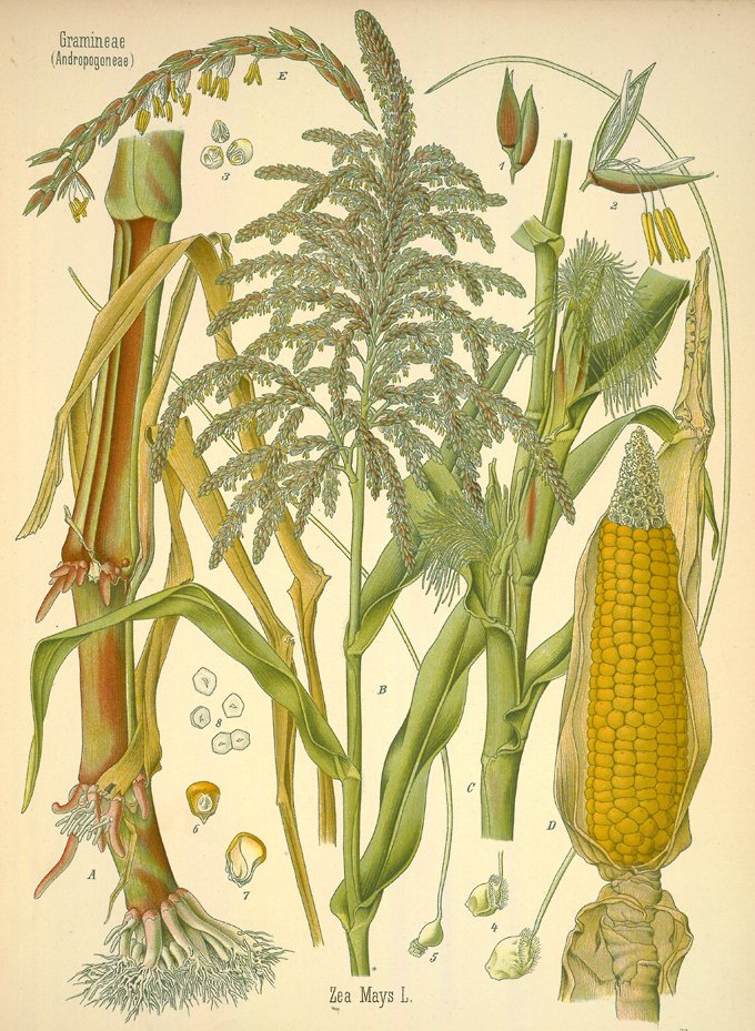 002707 - Culturas I (arroz, Milho, Trigo e Sorgo) - 2022/2:Bacharelado em Agronomia, Bacharelado, 6º Período, Turno Integral (2022)