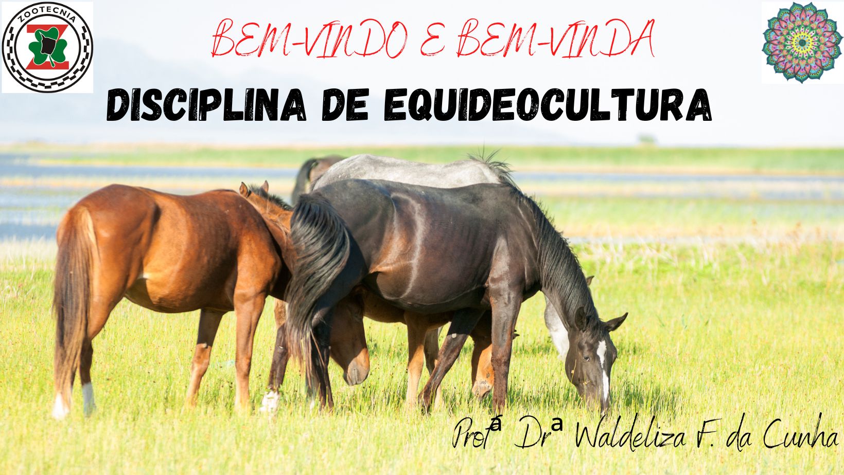 Bacharelado em Zootecnia - Ceres - 20222.03ZOO20I.8 - 2022/2 ( 8º período ) - 188163 - Equideocultura