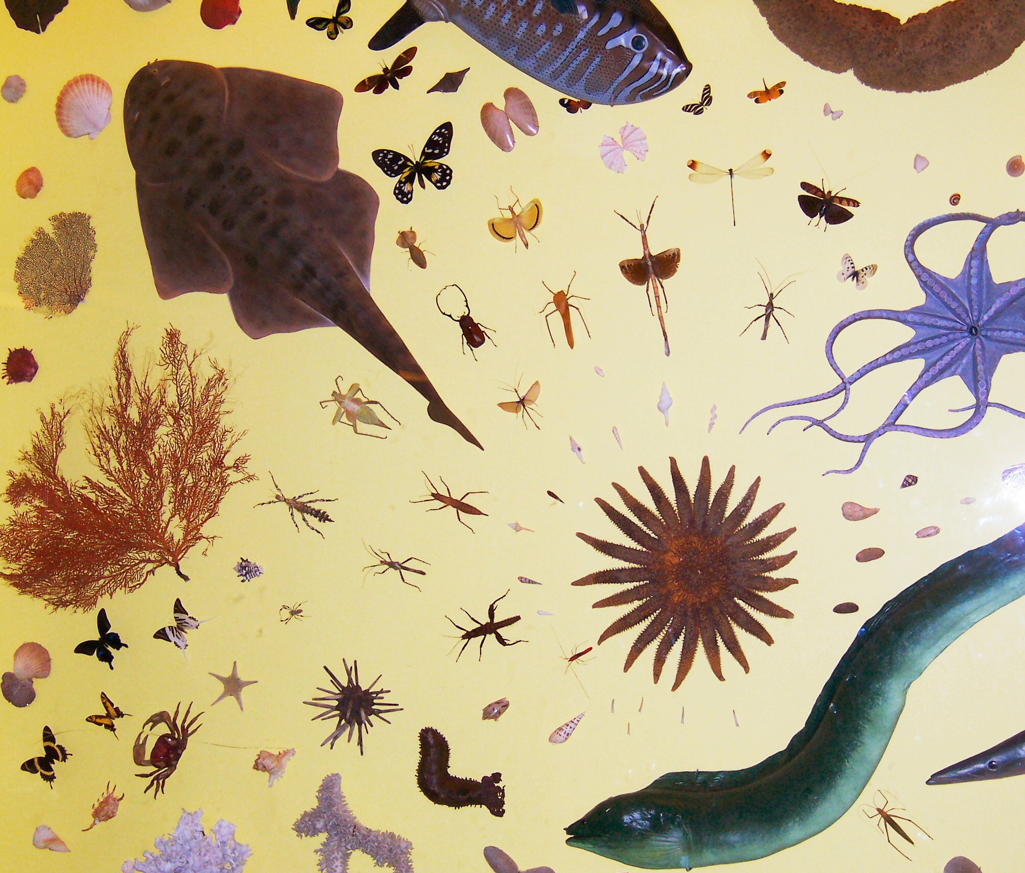 002728 - Zoologia I - 2022/2:Licenciatura em Ciências Biológicas, Licenciatura, 4º Período, Turno Noturno (2022)