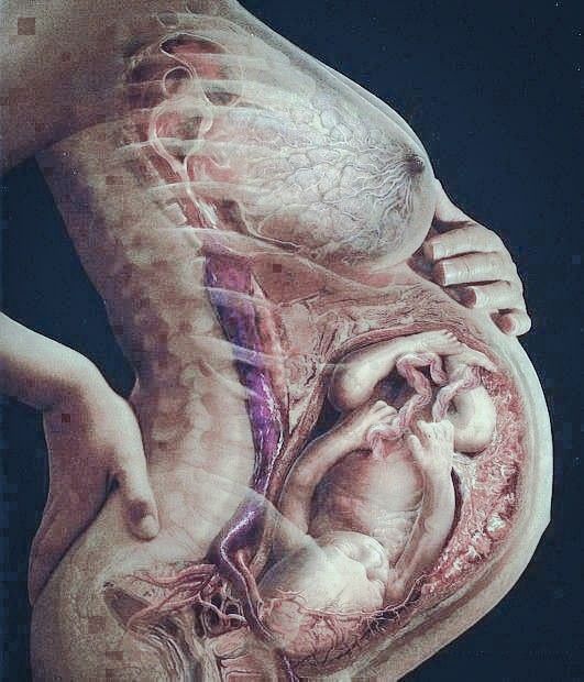 003069 - Anatomia Humana I - 2022/2:Licenciatura em Educação Física, Licenciatura, 2º Período, Turno Noturno (2022)